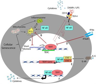 Chronic Inflammation in Immune Aging: Role of Pattern Recognition Receptor Crosstalk with the Telomere Complex?